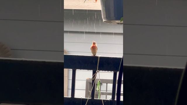 #cute #birds #rain