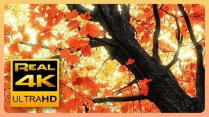 Beautiful Autumn Leaves Colors & Soothing Instrumental Music Fall Scenery  4K UHD Nature