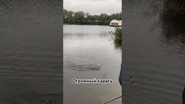 Огромная рыба в озере в Киеве