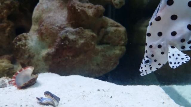 Panther Grouper (Fin rot) смотреть онлайн