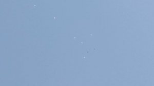 Бакинские голуби старопородные. Голуби Новоалександровска. Алексей.