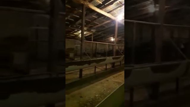 Откорм бычков сарай