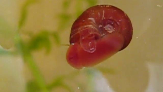 Завтрак улитки 2011 год 5465516655454 смотреть онлайн