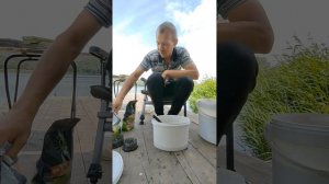 🎣 **Топовая Прикормка для Белого Амура: Секрет Успешной Рыбалки!** 🐟
