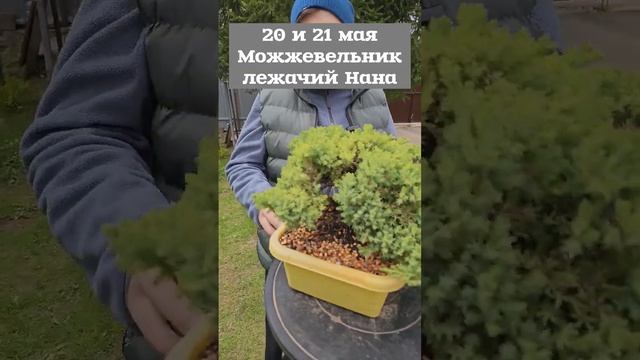 Весенняя выставка бонсай на ярмарке растений Орхидиум! 21 и 22 мая #garden #shorts #bonsai #garden