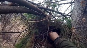 Охота на куницу. Третья проверка путика с иностранной приманкой (Будни охотника и рыбака)