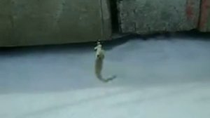 Артём Воронков - Рыболовный Сезон 2010 - № 1 - 26 Марта 2010 Новая Канонерская Гавань