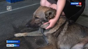 Талисман спасателей: как пёс Беляш попал в отряд МЧС