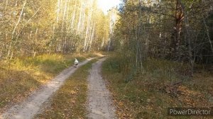 За Грибамис Любимым/ОН не способен на сбор грибов,утопила в пруду отправила домой/Грибы появились