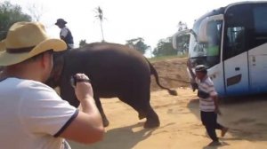 Застрявший автобус в деревне слонов / Stuck bus in Elephant Village