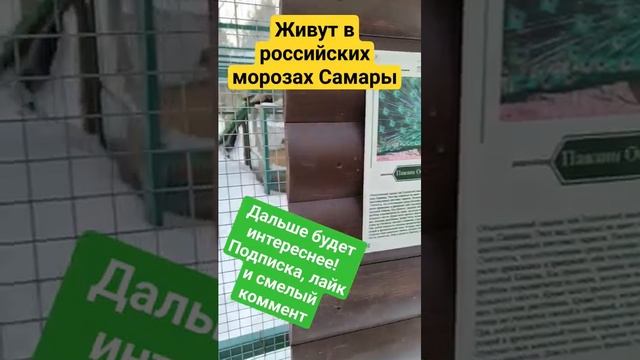 Индийские павлины и русские морозы база отдыха Московском шоссе Самара-ТОЛЬЯТТИ Русская Охота 24час