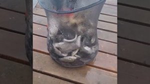 Рыбалка Краснодарский край Старомышастовская