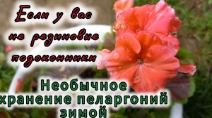 Необычное зимнее хранение пеларгоний
