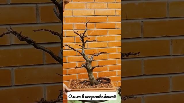 Бонсай из ольхи,  возможно ли сделать? #bonsai #shorts #garden