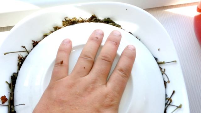 Делаем сами полезный зеленый чай из листьев красной смородины