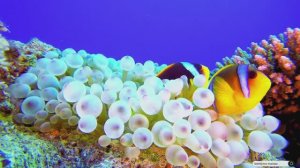 Коран сура Лукман видео 4к Миншави -Minshawiy