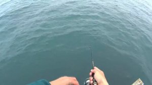 rockfish 2016 Сочи ставридка на микроджиг! Игорь Зинковский