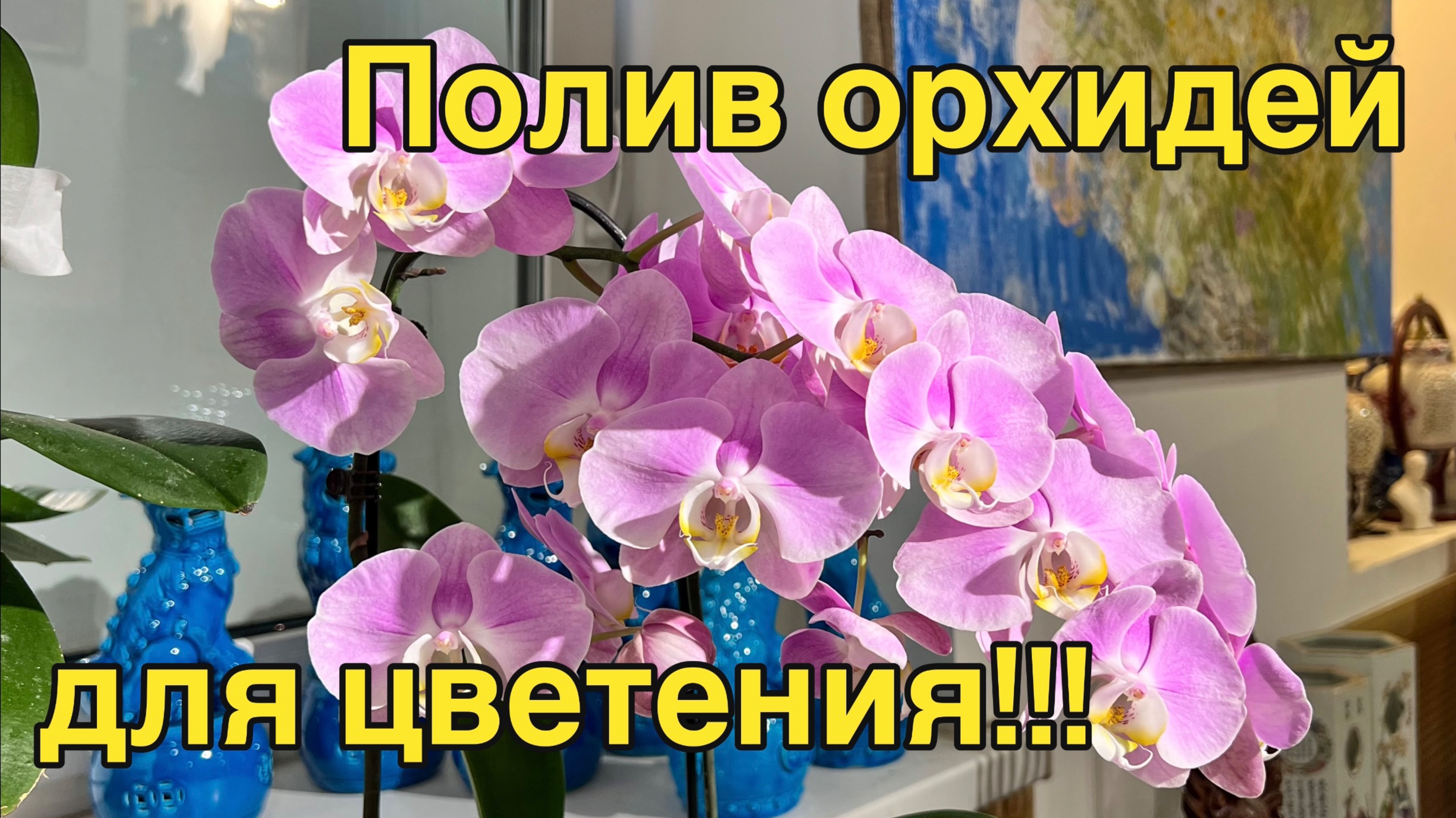 Пышное цветение - своими руками! #орхидея #фаленопсис #полив