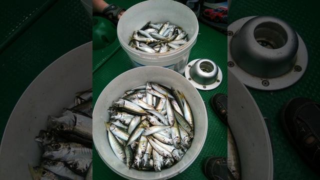 Морская рыбалка в Новом Свете 🐟 #крымроссия #рыбалка #черноеморе #отдыхвроссии