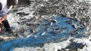 Зарыбление толстолобиком