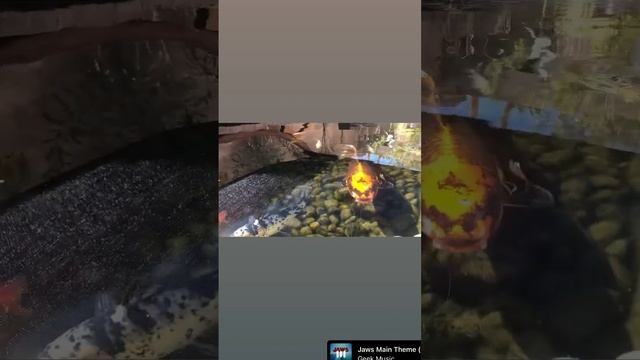 Jaws 2.0 смотреть онлайн