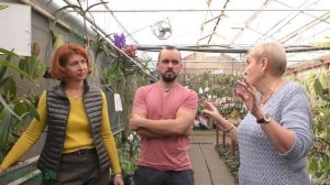 Орхидея Максиллярия (Maxillaria)