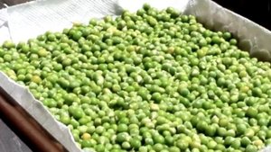 Зеленый горошек для рыбалки