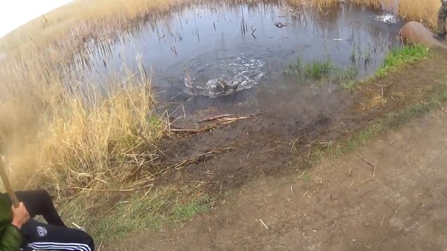 Эти Сазаны не давали нам покоя. Болото полное Рыбы.