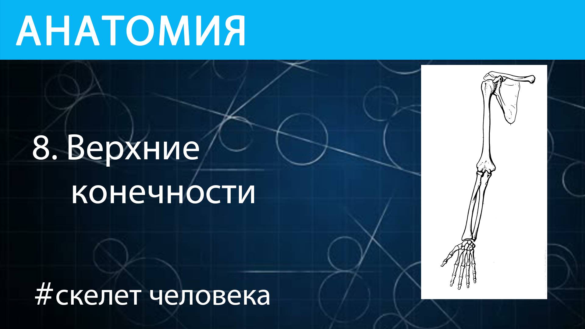 Анатомия: руки или верхние конечности скелета человека