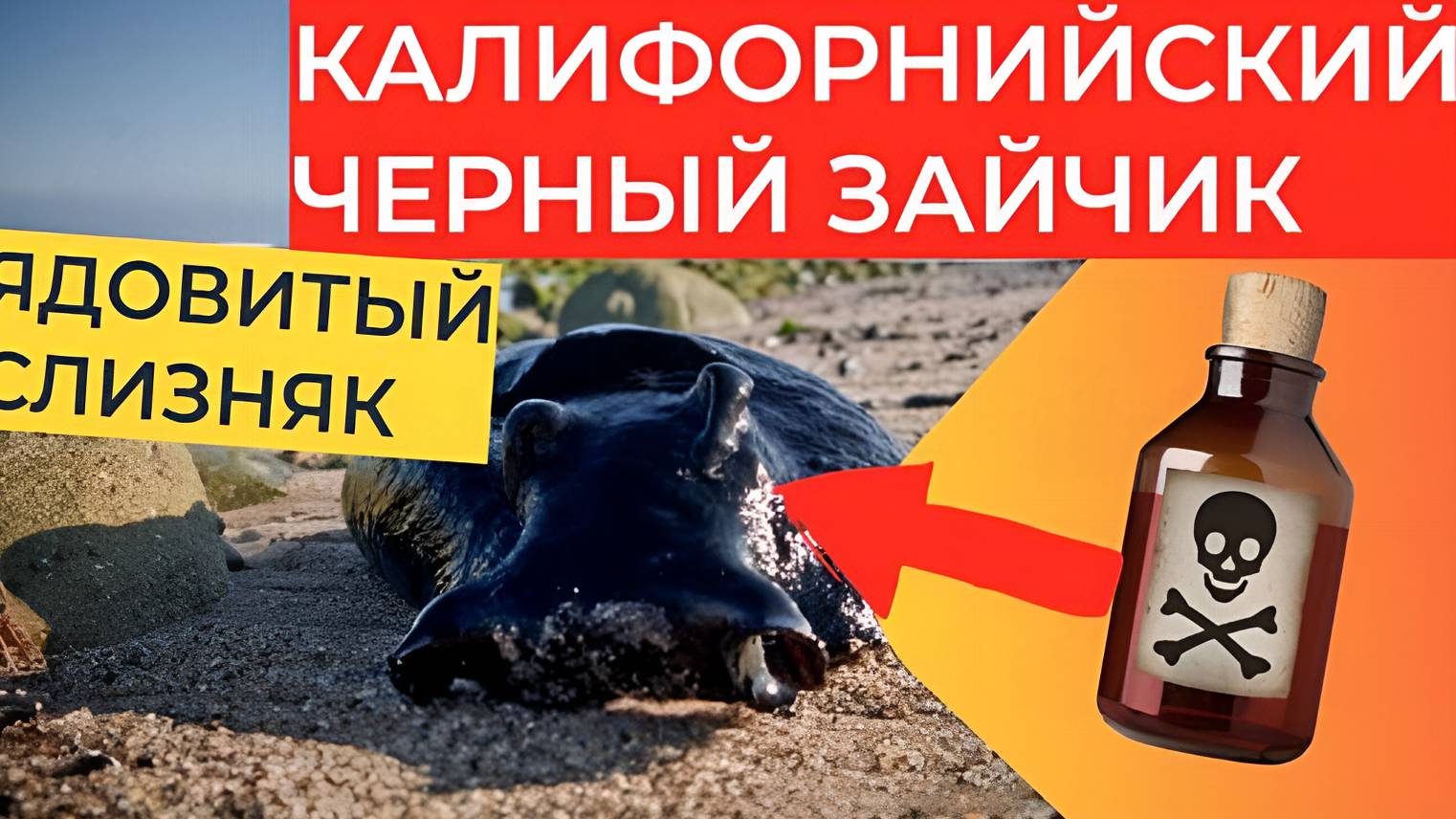 Калифорнийский чёрный зайчик: Он похож на живое нефтяное пятно и весит как собака
