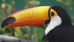 (4K) Breathtaking Colorful Birds of the Rainforest 2 Wildlife Nature Film + Jungle Sounds 90 Minutes