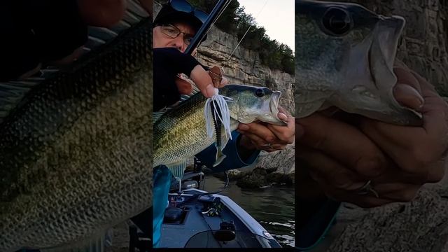 AMAZING largmouth bass on Chatterbait!