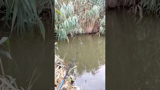 Ловля рыбы на косынкой в Краснодарском крае 🎣👍👍👍