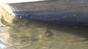 ЕВГЕНИЙ ДОГА. ВАЛЬС BROOKS.РЫБКИ НА ОХОТЕ. (Охотятся на комаров) РЕКА ОБЬ. Киреевск-СФТИ