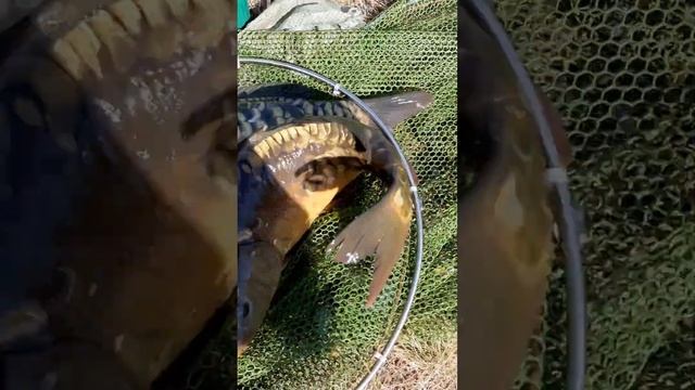 Отличная получилась рыбалка! Видео от брата! смотреть онлайн