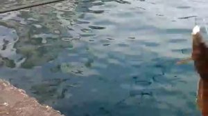 Рыбалка в Сочи  апрель