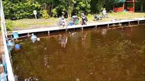 Ловля осетра "у сетки". Поимки на нижнем. Клёвое место, лосиный остров