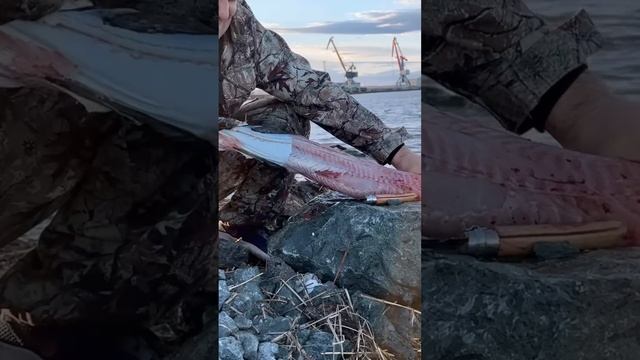 Как получить филе налима #рыбалка #fishing #рыбалканаямале #рыба #природа