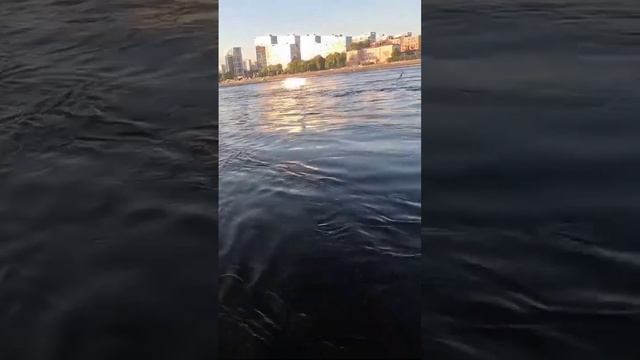 Нева#санктпетербург #рыбалка #клюет #лето #2024 #fishing #рыбалкаскомфортом #