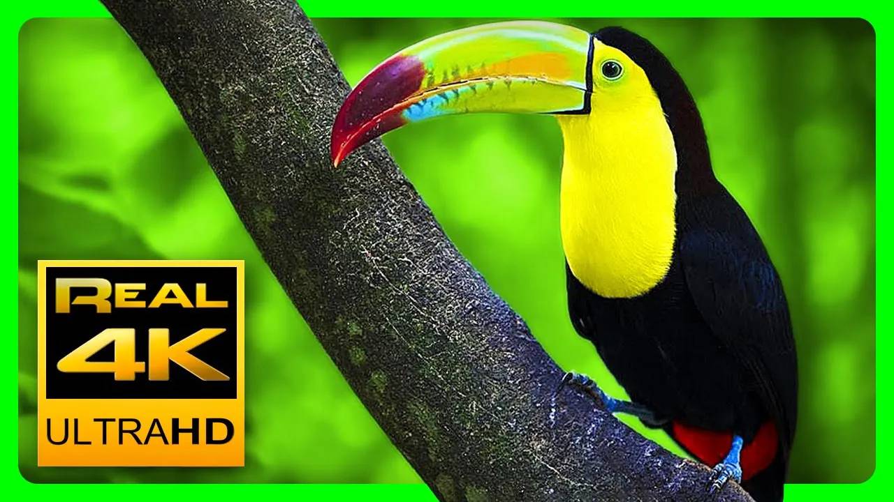 Breathtaking Colors of Nature in 4K III Beautiful Nature - Sleep Relax Music 4K UHD TV Screensaver