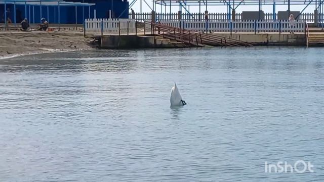 АНАПА. 31 Марта 2022г. +16. Солнечно, ветренно, народ купается и загорает в Малой бухте. смотреть онлайн