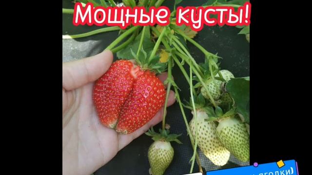 Супер сорт клубники. 🍓💯🔥 #strawberry #клубника #сортаклубники #сорта