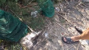 Таких раков вы еще не видели!!! Улов за неделю на три китайские раколовки гармошки!