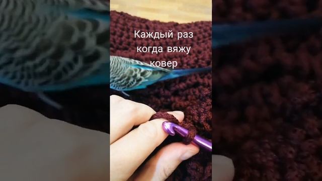 #коверкрючком #ковер #коверназаказ #попугай #волнистыйпопугай #волнистик #вяжуковры