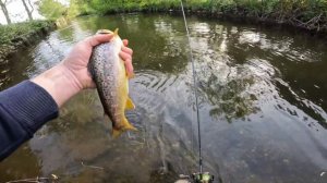 Рыбалка на спиннинг на горной речке! 1 часть #рыбалка #fishing ##спиннинг