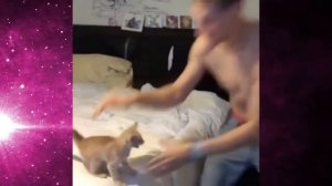 Лучшие коты инстаграма 07 04 2018