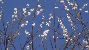 Веточкам вербы изысков не надо, в скромности их красота. Поет Анатолий Першин