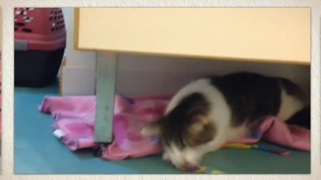 Gifford Cat Shelter: Wonderful Peter was Adopted смотреть онлайн