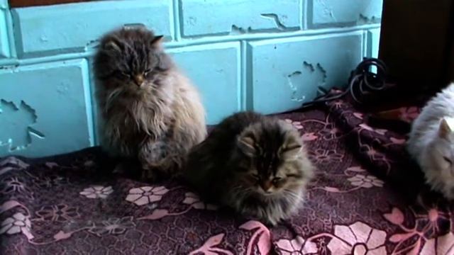 Песенка ПРО КОТА смотреть онлайн