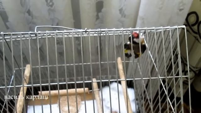 Надзвичайнй папугай NEW 2013 смотреть онлайн